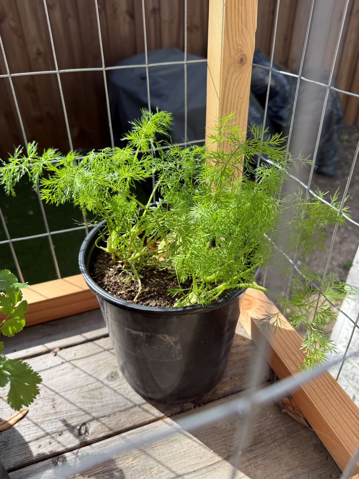 Tetra Dill Seeds  Epic Gardening