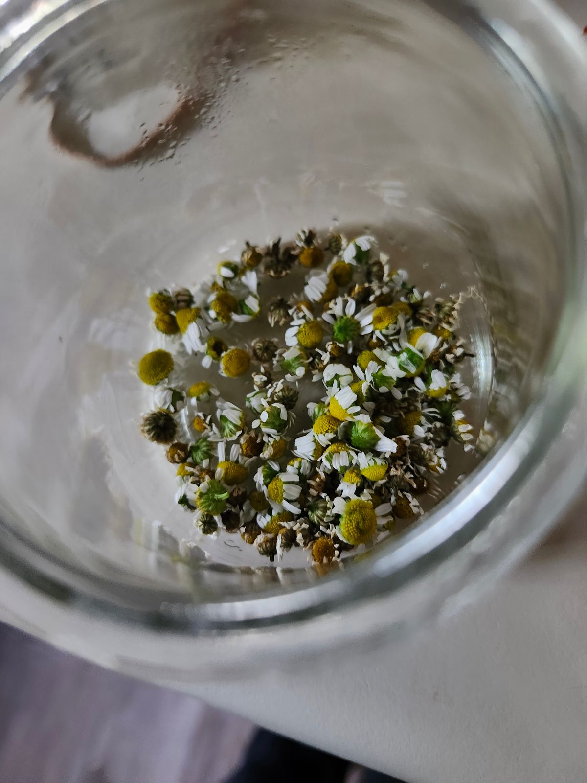 German Chamomile Seeds  Botanical Interests