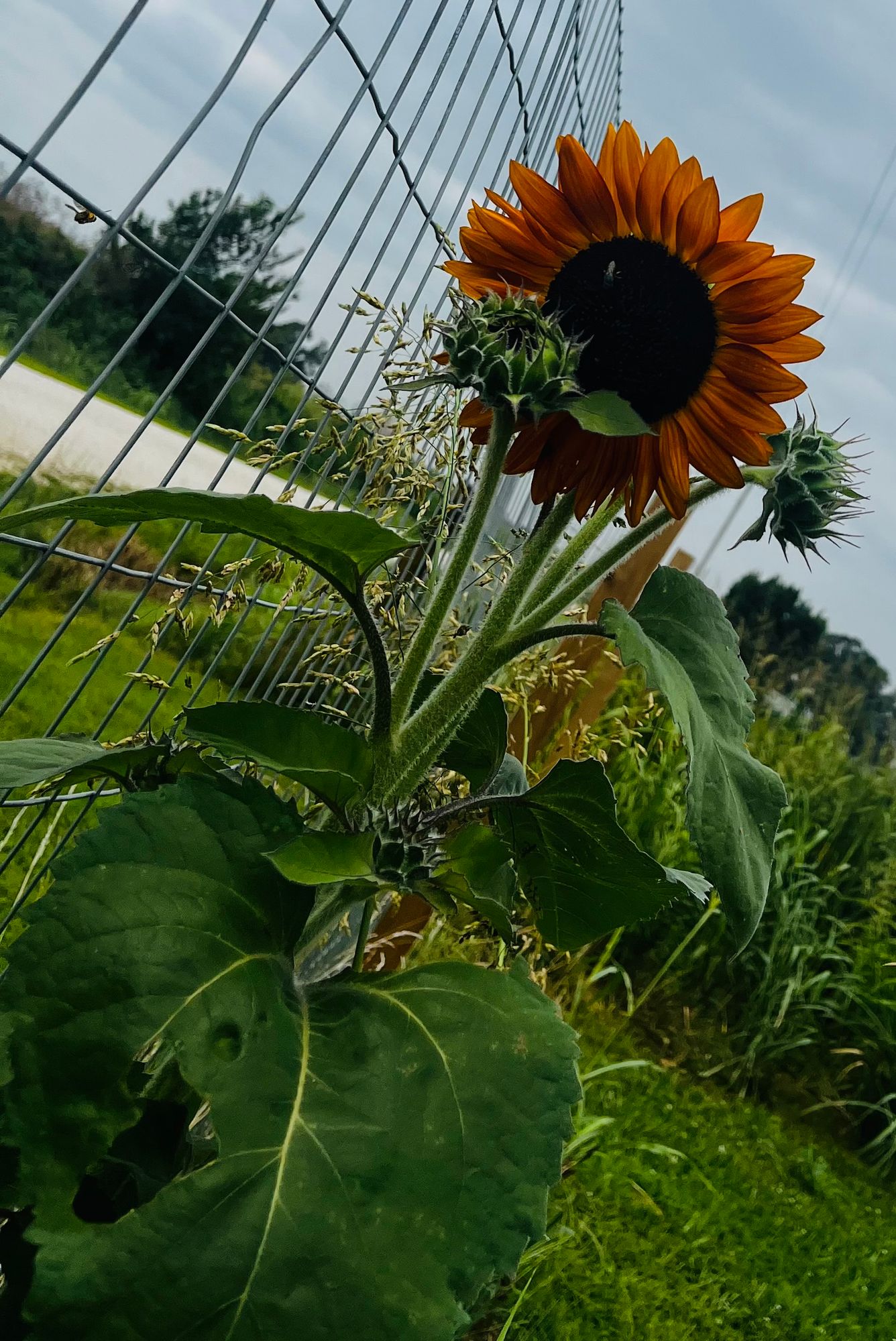 Earthwalker Sunflower 30 Seeds - Hirt's Gardens