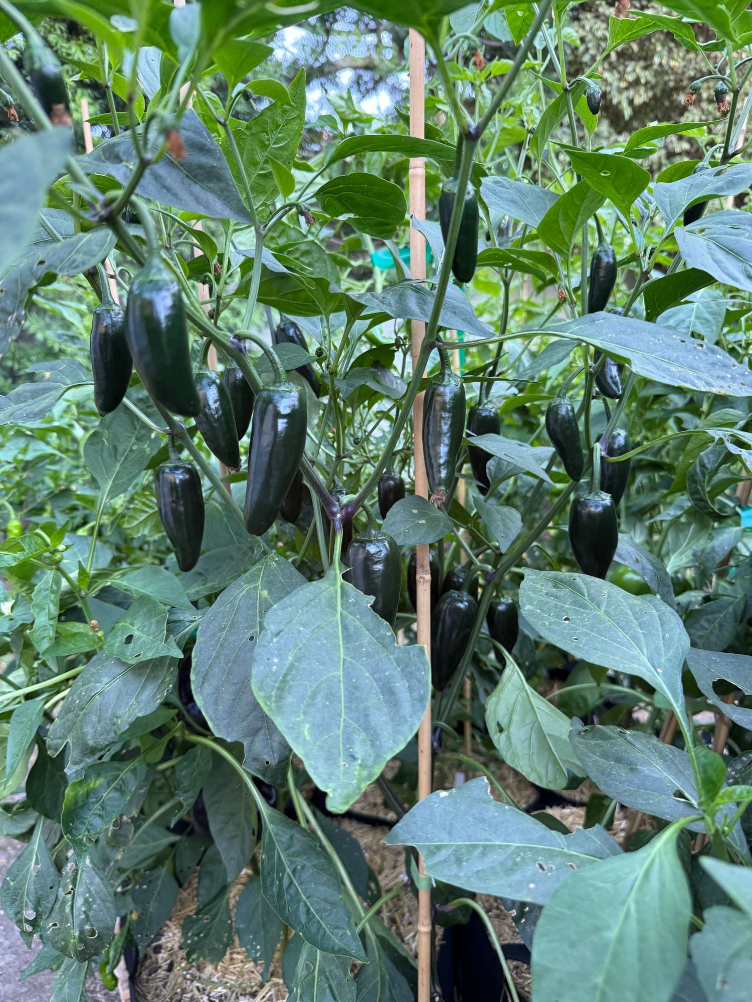 Early Jalapeo Chile Pepper Seeds  Botanical Interests