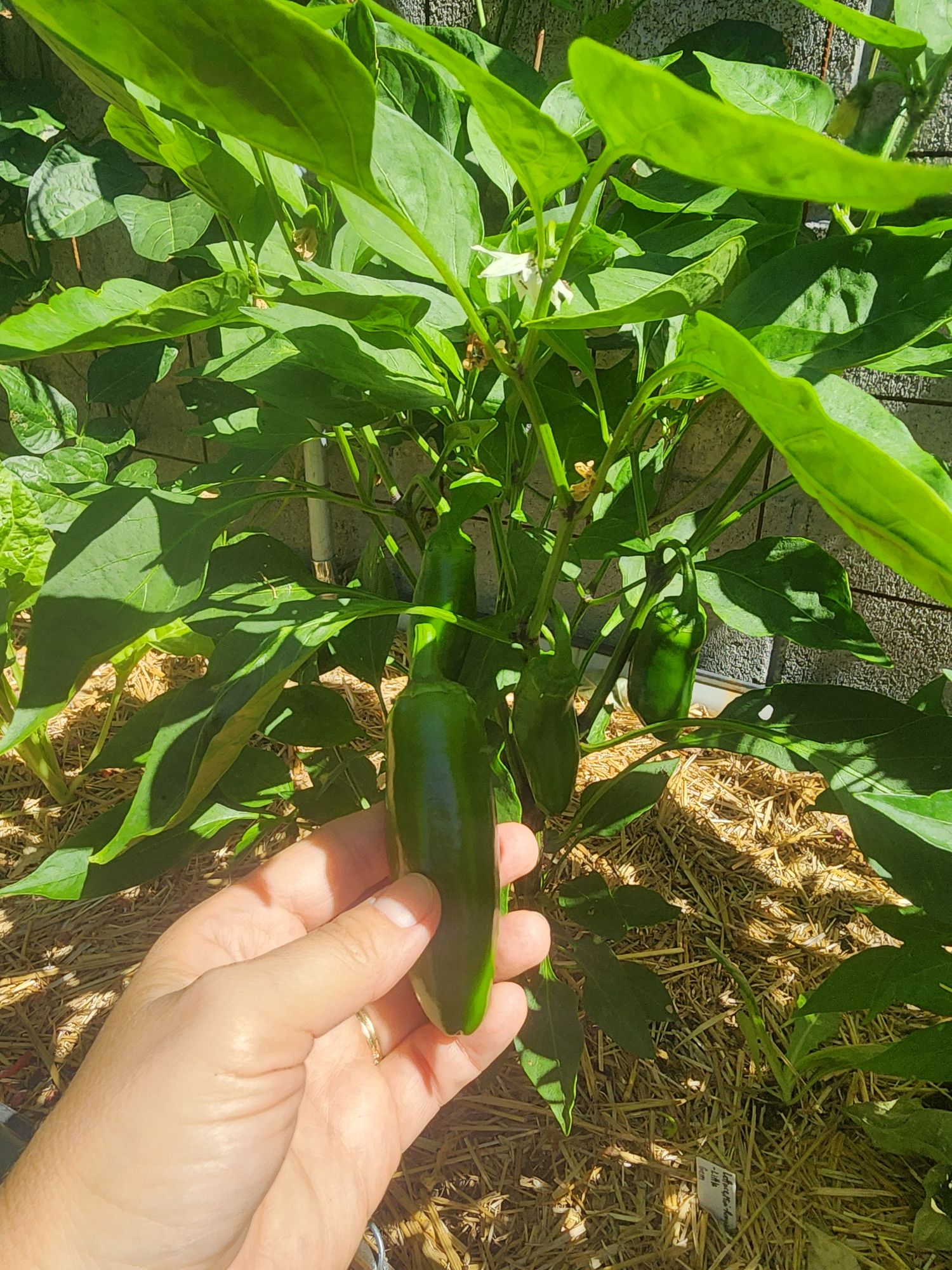 Soundwave Jalapeo Chile Pepper  Epic Gardening
