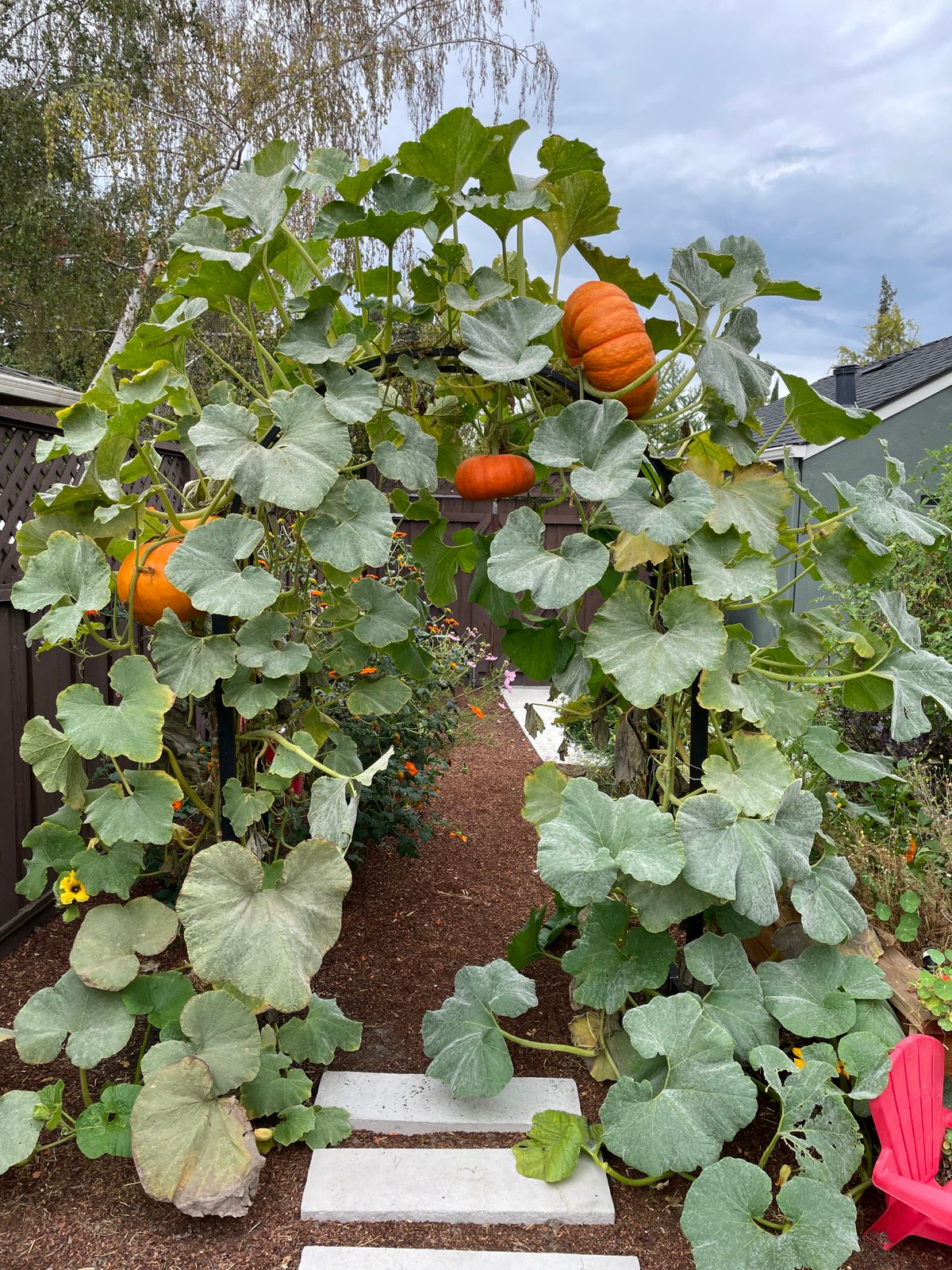 Cinderella Pumpkin Seeds  Epic Gardening