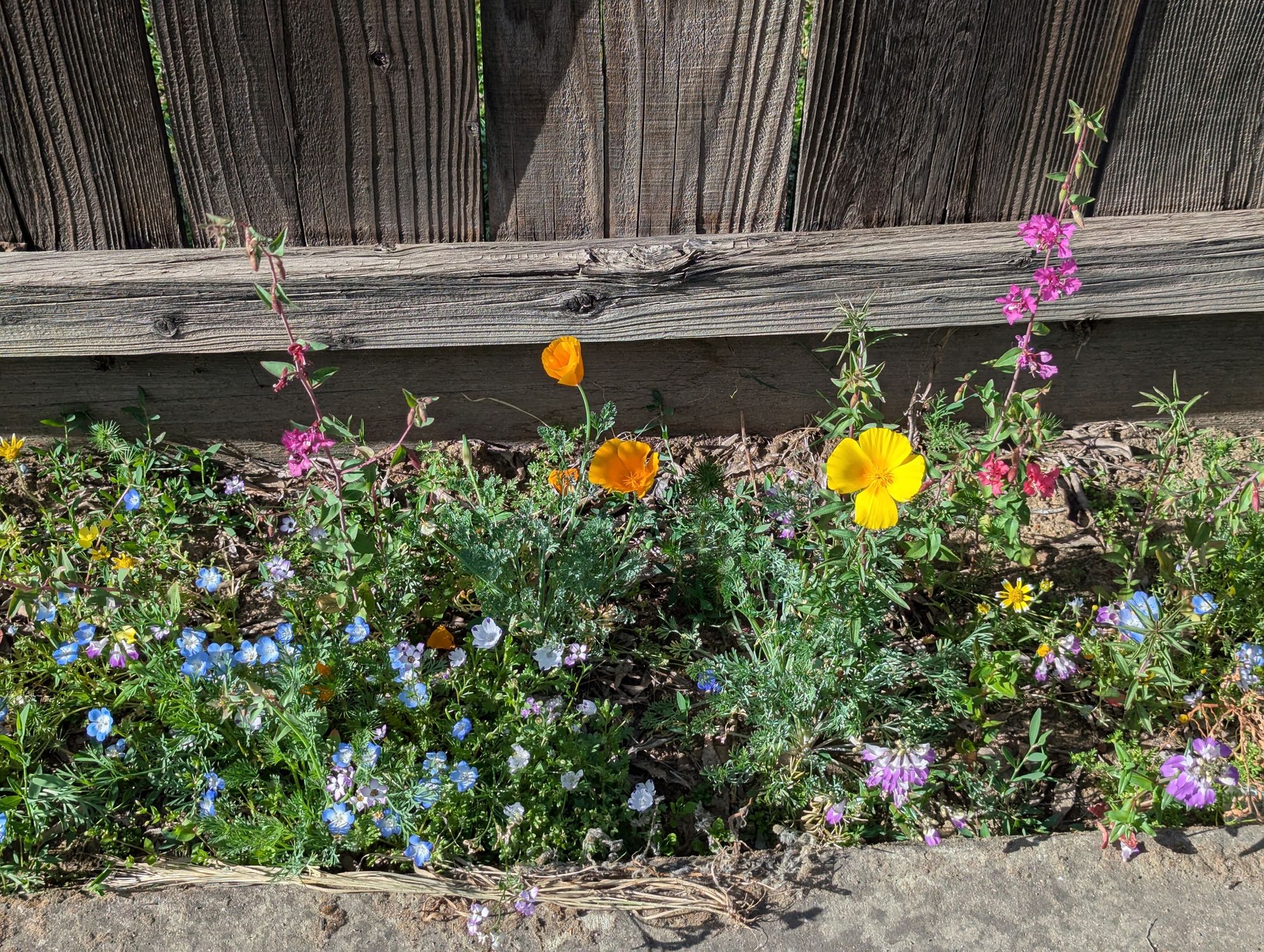 California Color Flower Mix Seeds  Botanical Interests