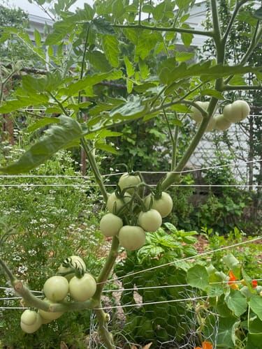 Moneymaker Pole Tomato Seeds  Botanical Interests