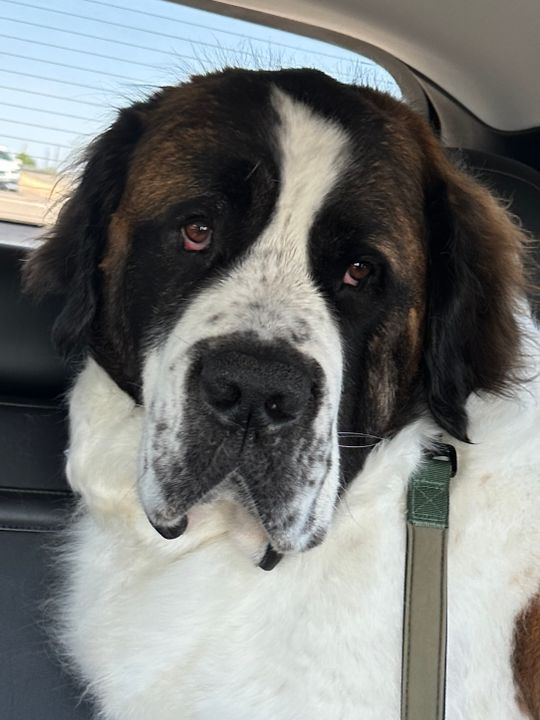 Dog Grooming Best Pets For Full Time Workers Uproot Pet