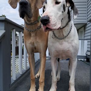 Customer pet photo
