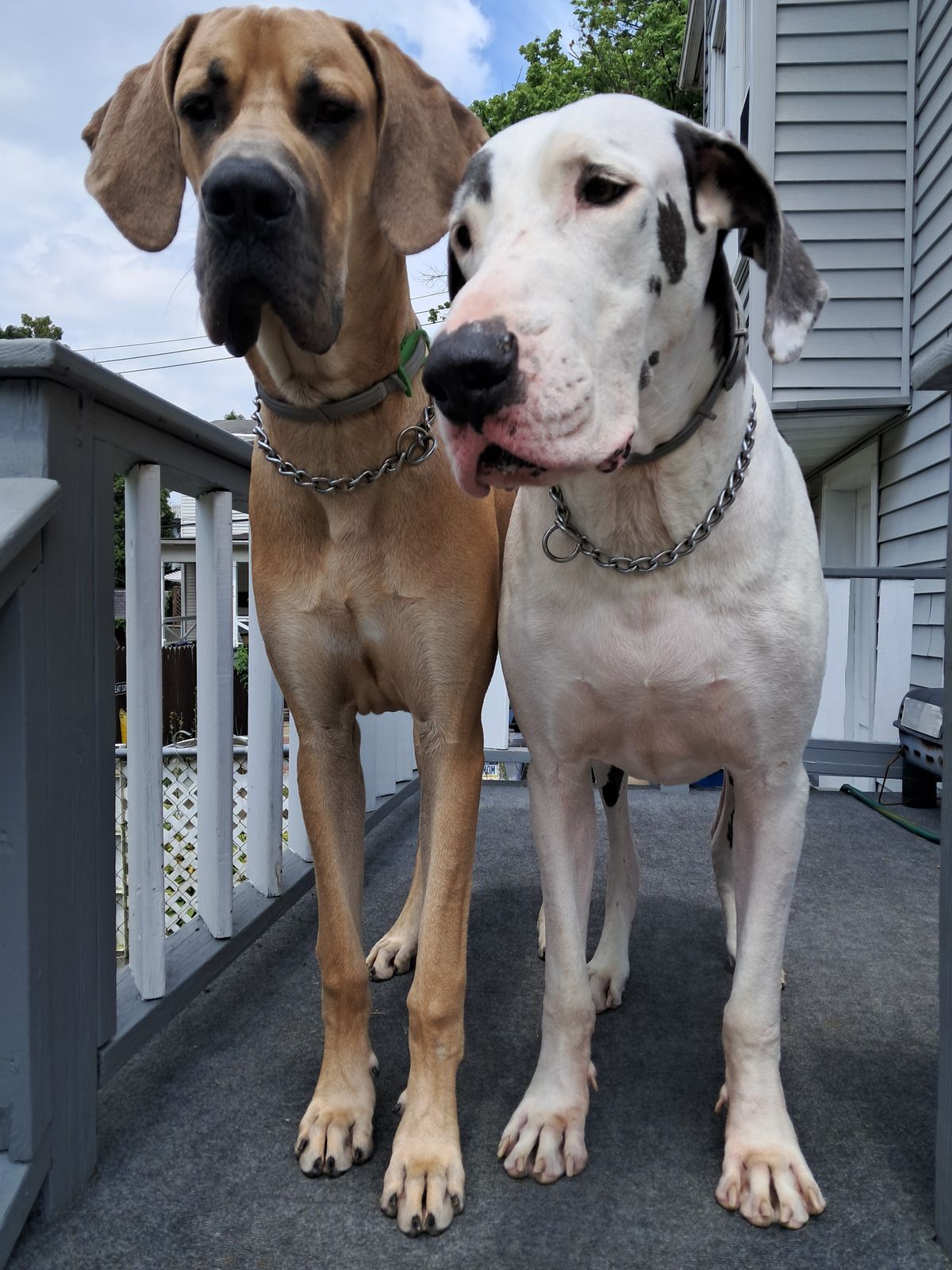 Two large dogs standing side by side on a deck - one tan colored and one white with black spots, both wearing chain collars