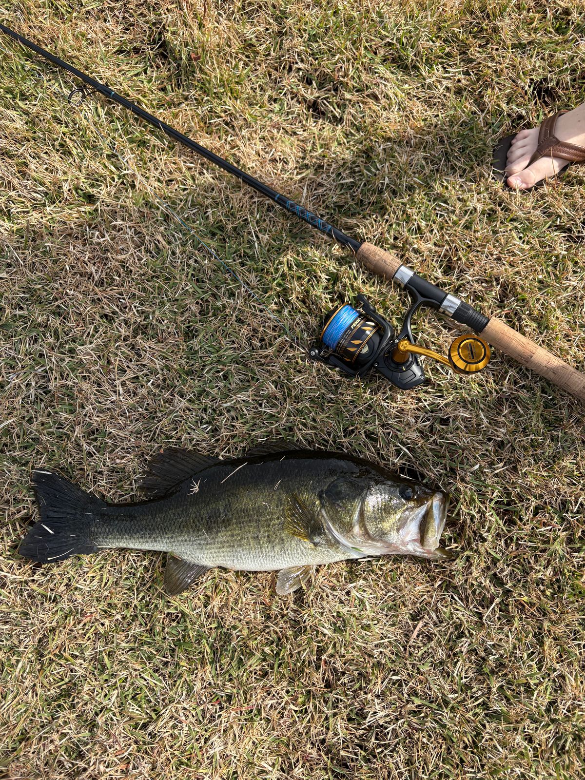 Slammer IV Spinning Reel