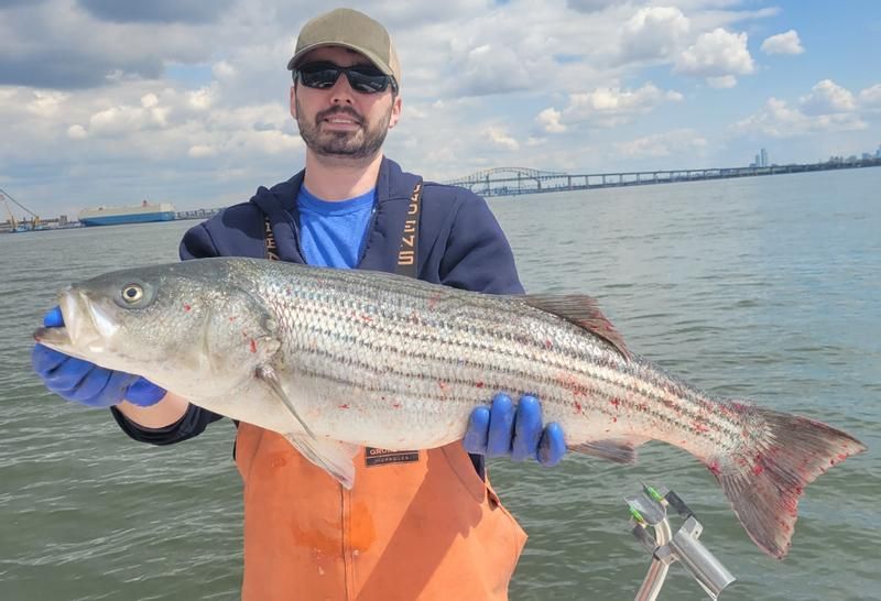 Penn Fathom II Level Wind Multiplier Reel - Saltwater Fishing