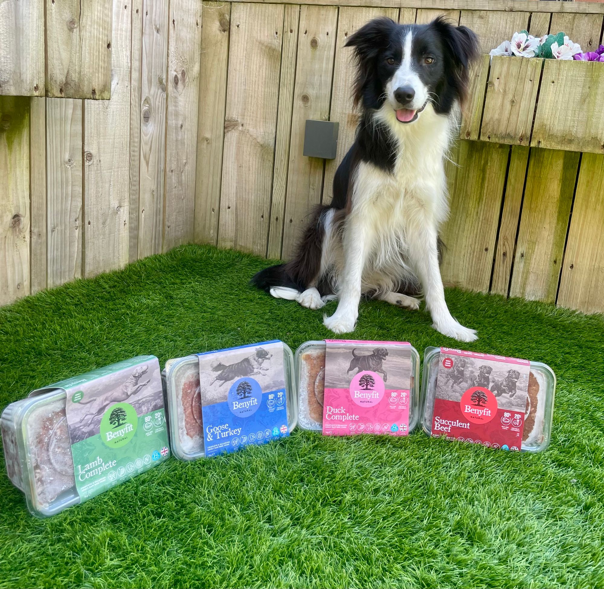 Shepherd Mix Australian Shepherd Raw Diet Husky Mix Best Dog Food