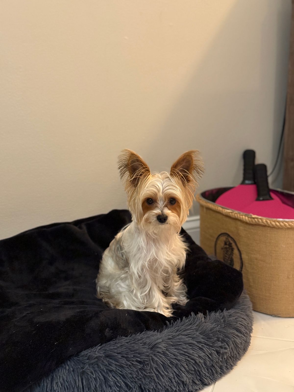 Fable | A Stylish Dog Crate \u0026 Furniture In One, image size:1200x1600