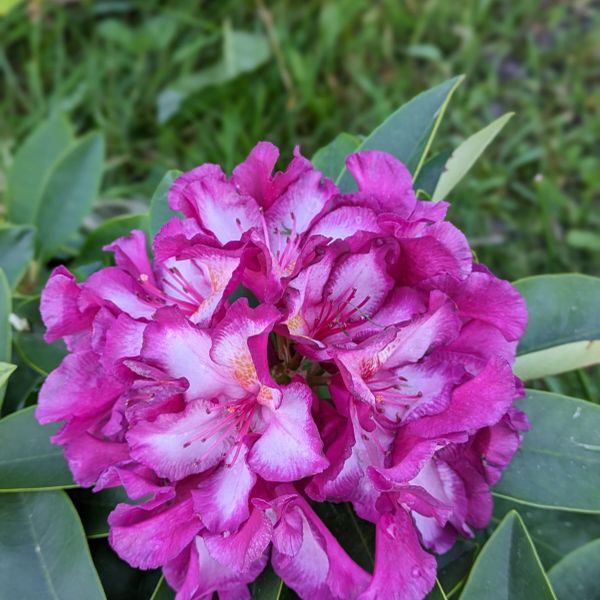 Rhododendron INKARHO 'Happydendron' kaufen - Plantura Shop