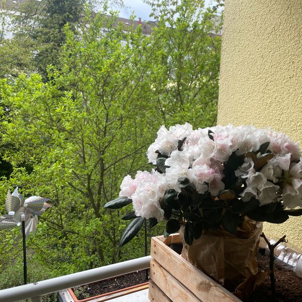 rhododendron wintergrün Rhododendron 'Catawbiense Grandiflorum' kaufen – Mein schöner Garten Shop main image 0