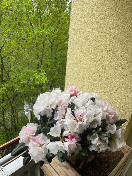 zwerg rhododendron purple pillow Dwarf Rhododendron 'Purple Pillow' 1L main image 0