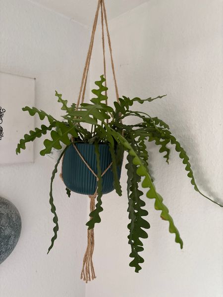 Sgeblattkaktus (Epiphyllum anguliger) kaufen - Plantura Shop