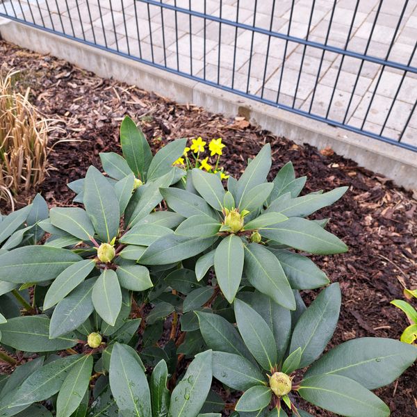 Rhododendron 'Blaue Jungs' Dunkellila kaufen - Plantura Shop