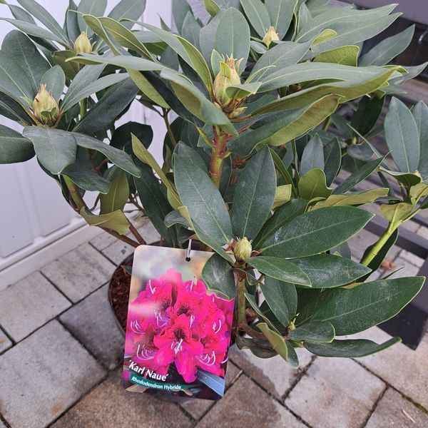 roseum pink rhododendron Roseum Elegans Rhododendron – Plant Detectives main image 1