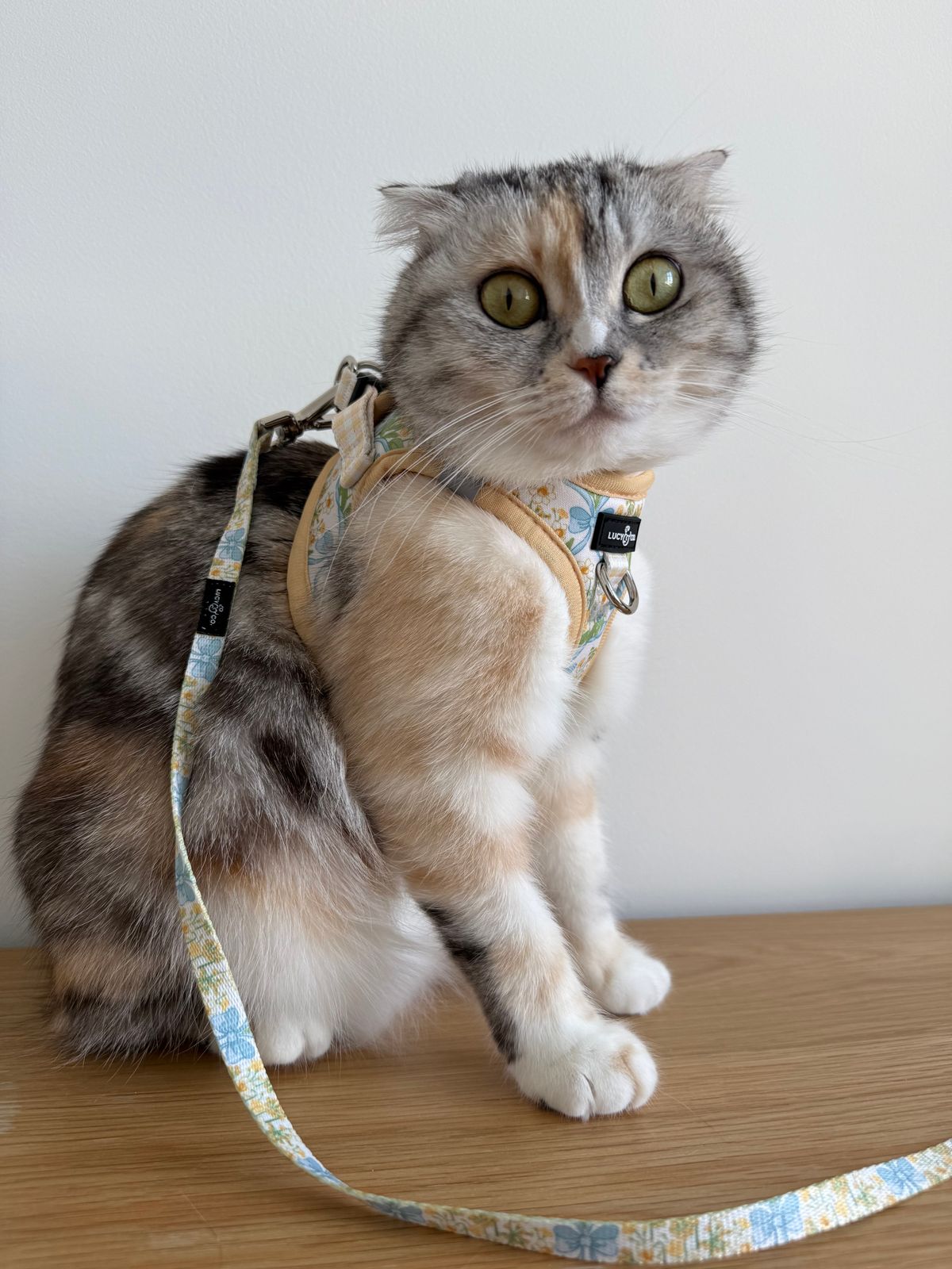 Lucy & Co. Cat Leash | Looking Sharp Pattern