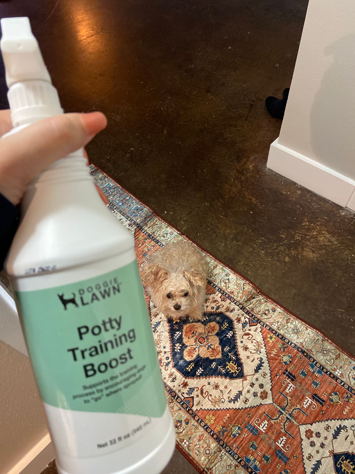 DoggieLawn Potty Training Boost Spray DoggieLawn