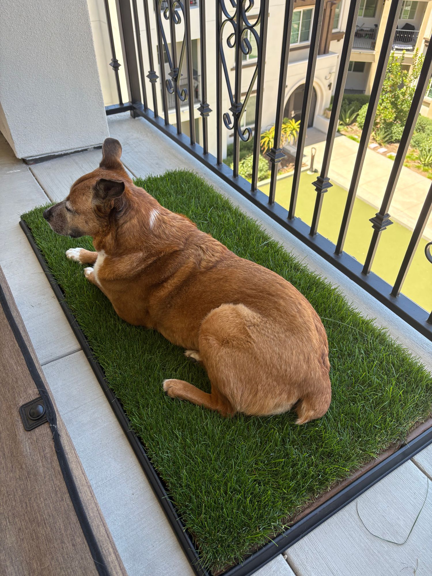 Extra-Large Indoor Dog Potty Box DoggieLawn