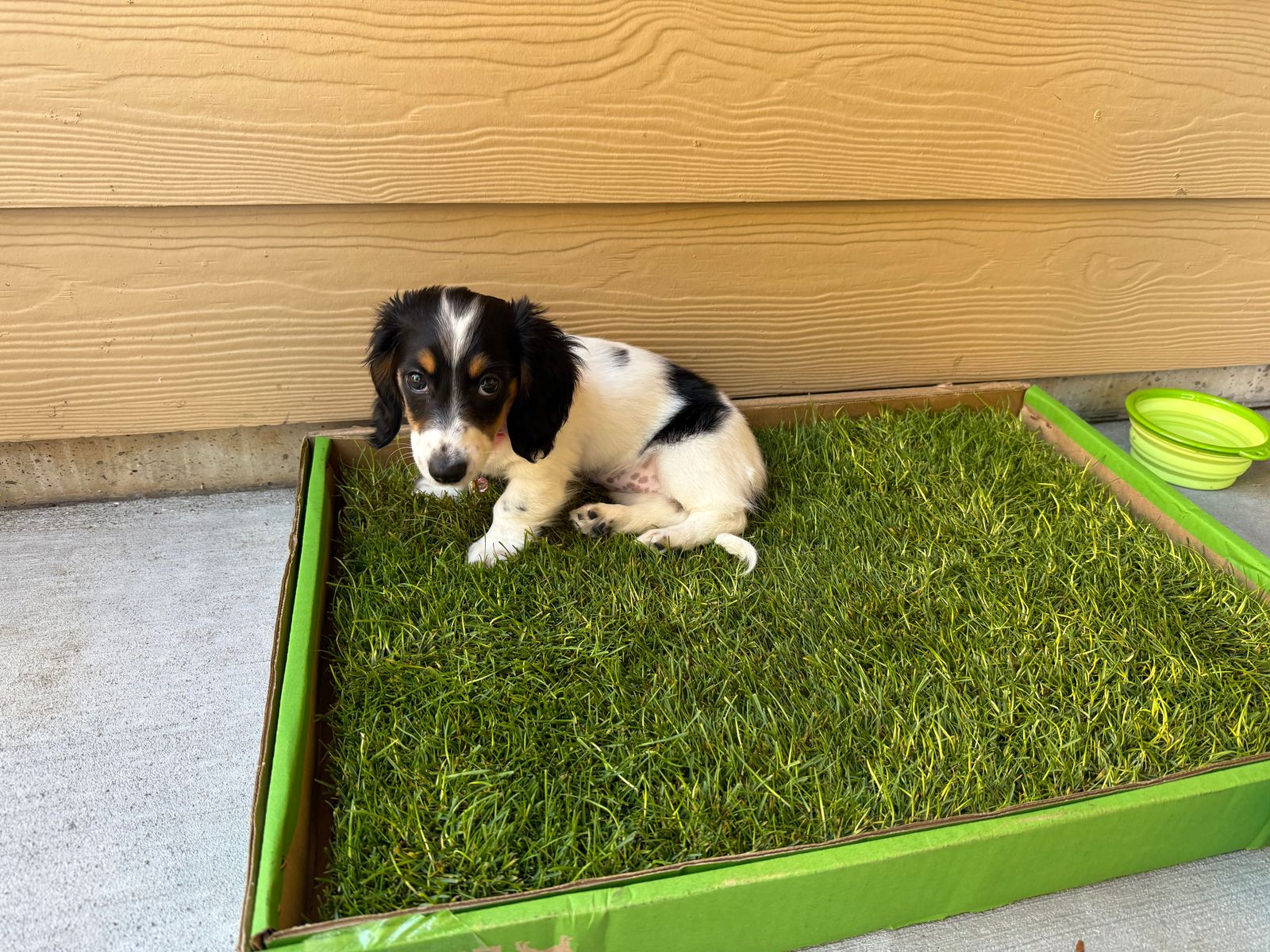 Artificial Grass Dog Toilet Training Kit Artificial Grass Dog