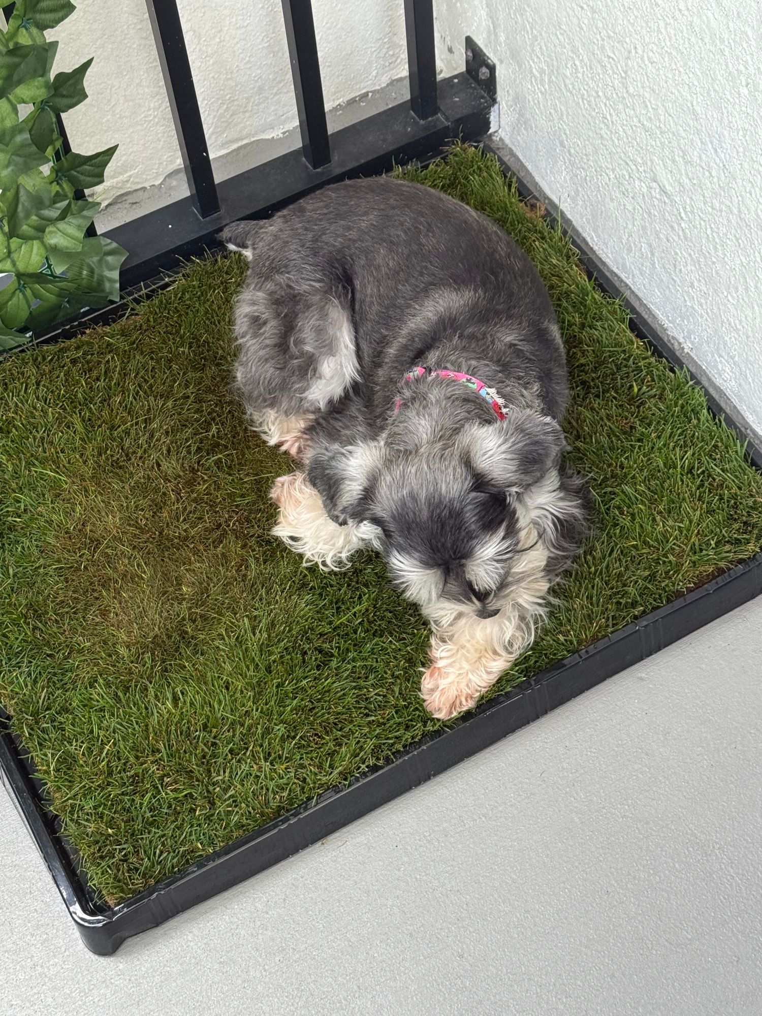 Fresh Patch Extra Large Indoor Dog Potty Large Plastic Tray For