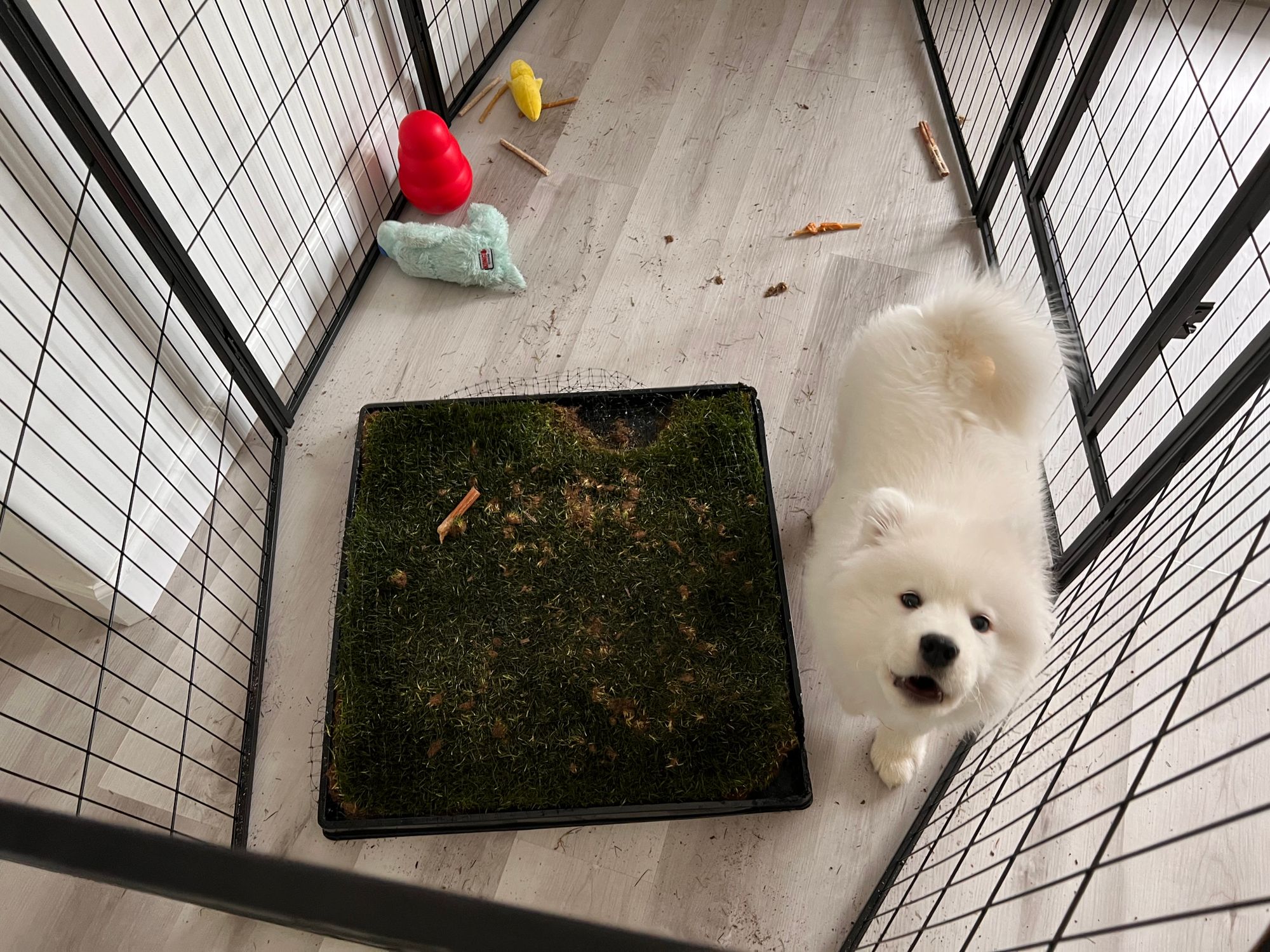 How to Stop a Dog from Digging in the Yard: Top Tips