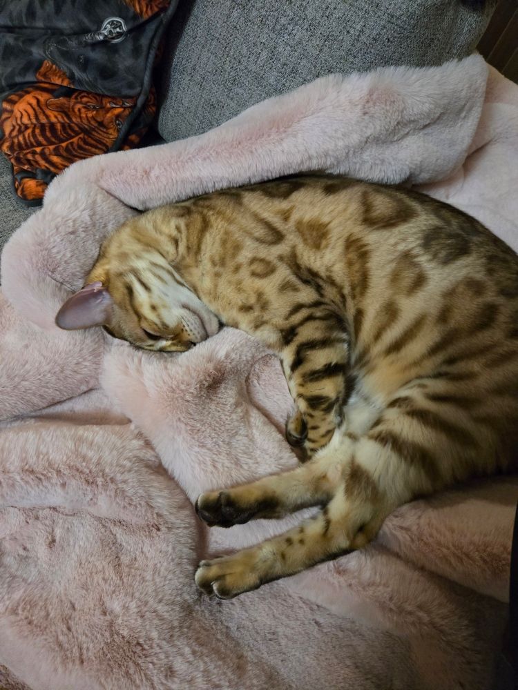 Cat Cloud® Throw Faux Fur Shearling Cream Cat Blanket – Cheshire