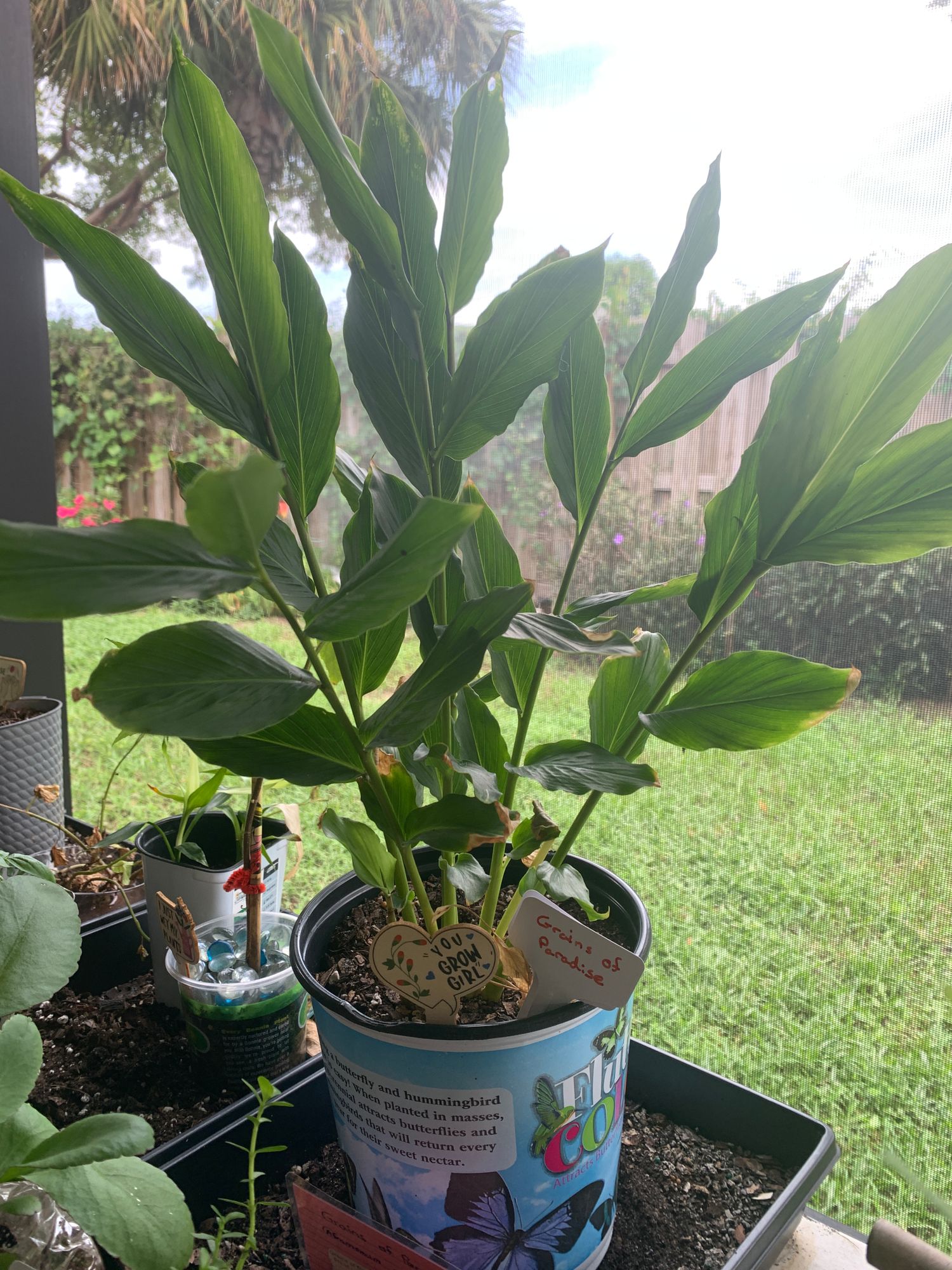 Grains of Paradise | Live Plant | Sow Exotic