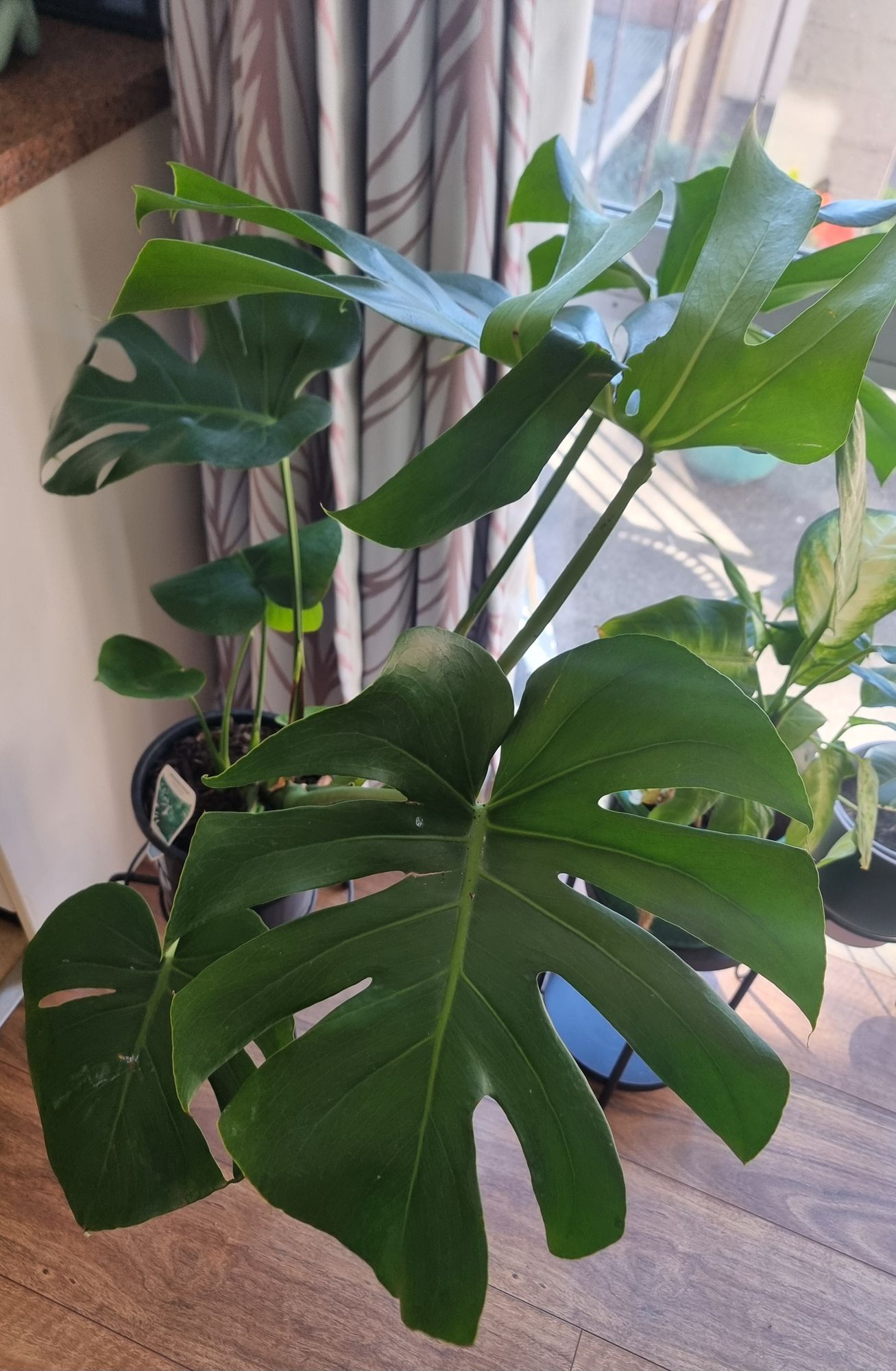 Monstera + a Pink Pot | Daily Blooms - Same Day Plant Delivery