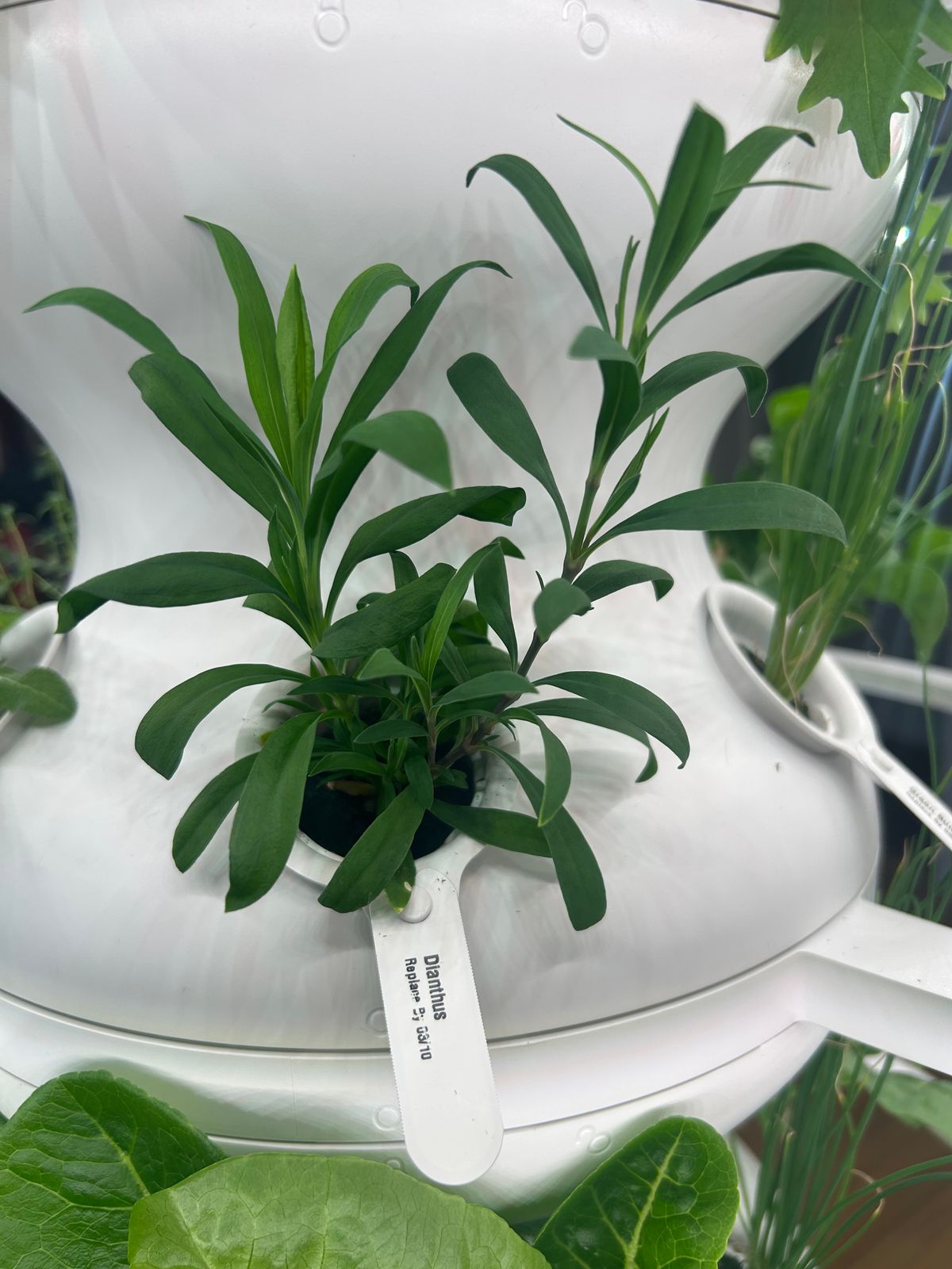 Dianthus
