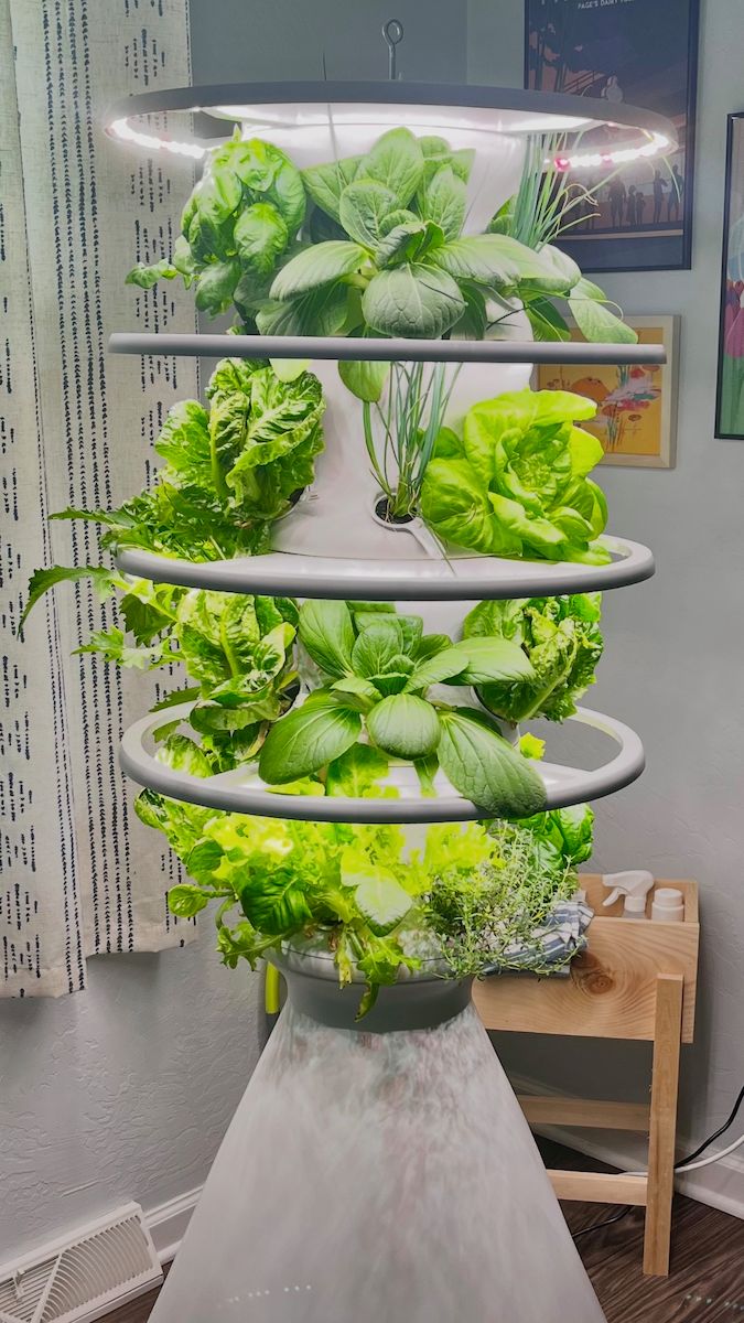 How to Grow an Indoor Salad Garden: Ultimate Guide