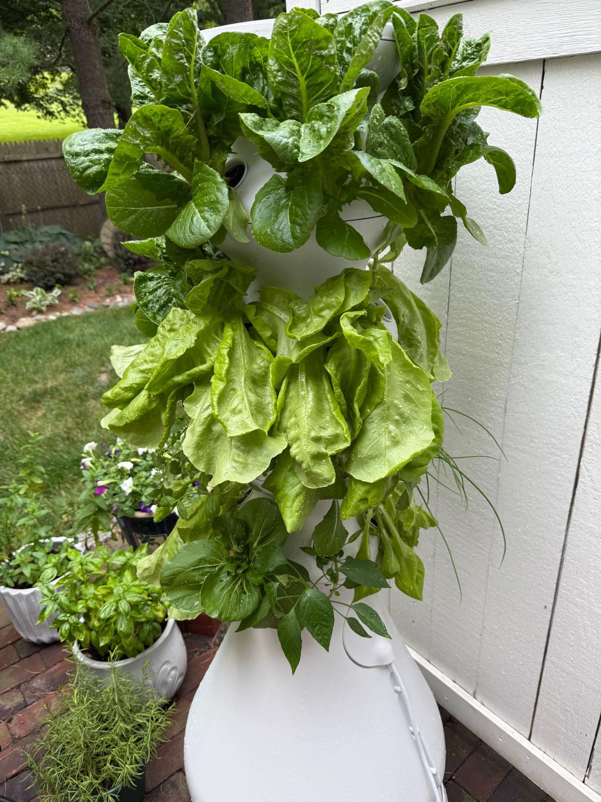 hanging ivy plants Hedera canariensis main image 0
