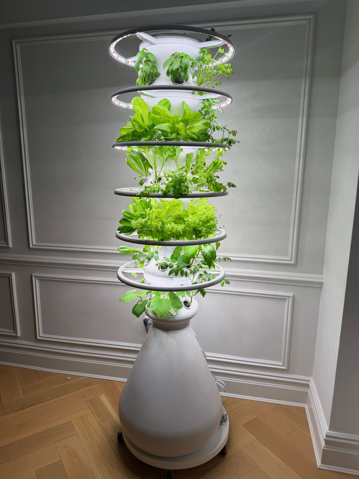 best place for snake plant feng shui The Feng Shui Money Makers
