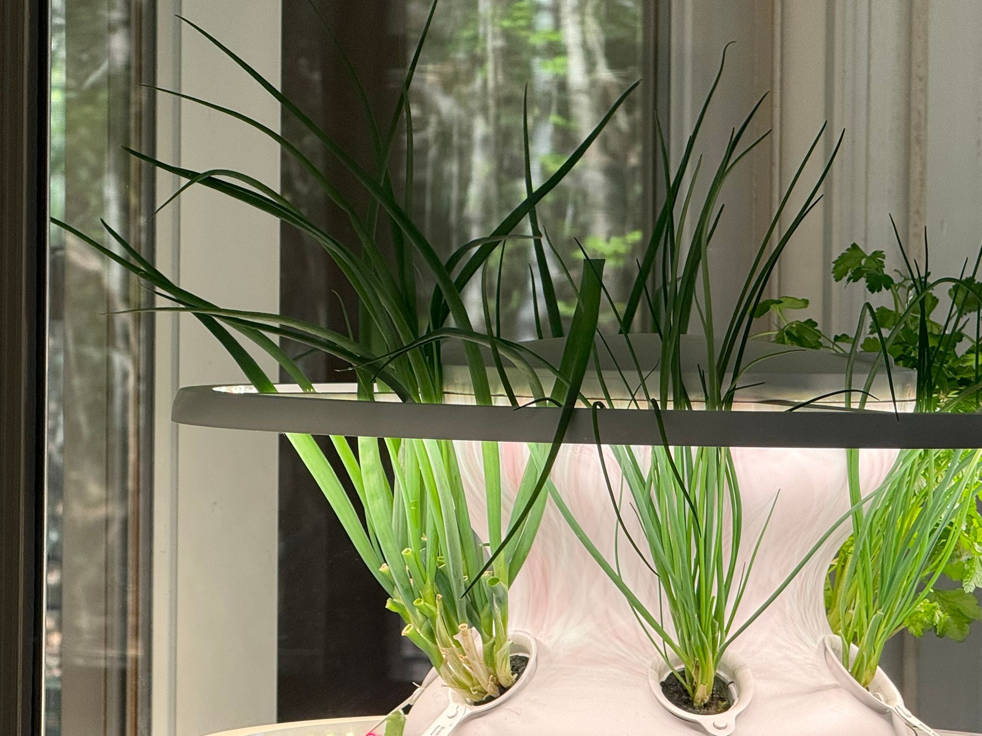 Green Bunching Onion