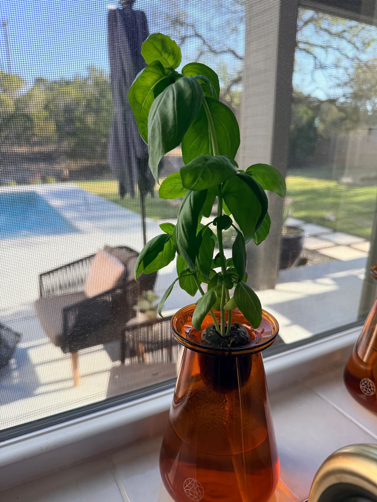 Genovese Basil