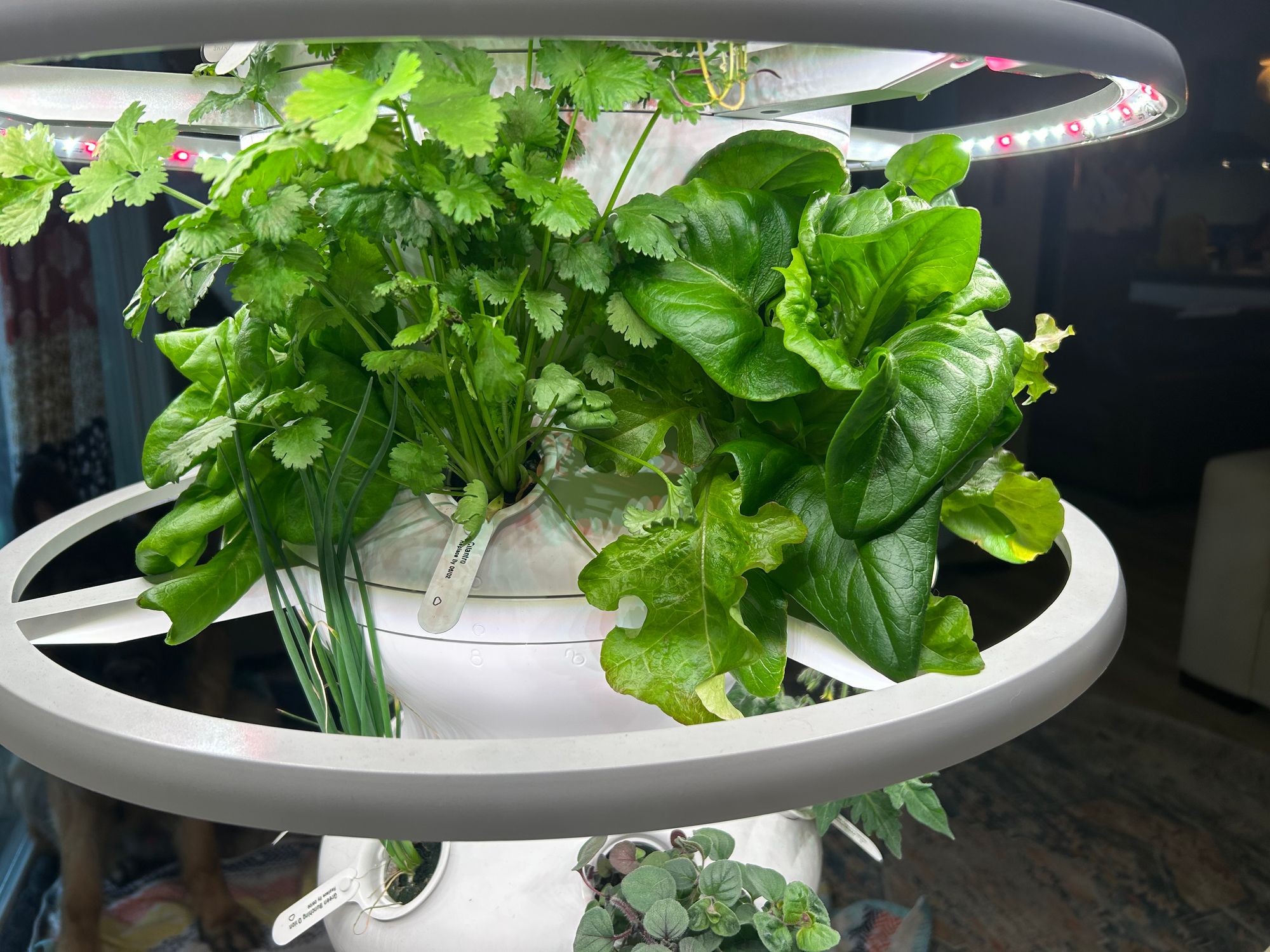 systemic indoor plant insecticide Sierra Natural Science | Systemica RTU Natural Insecticide with Sprayer