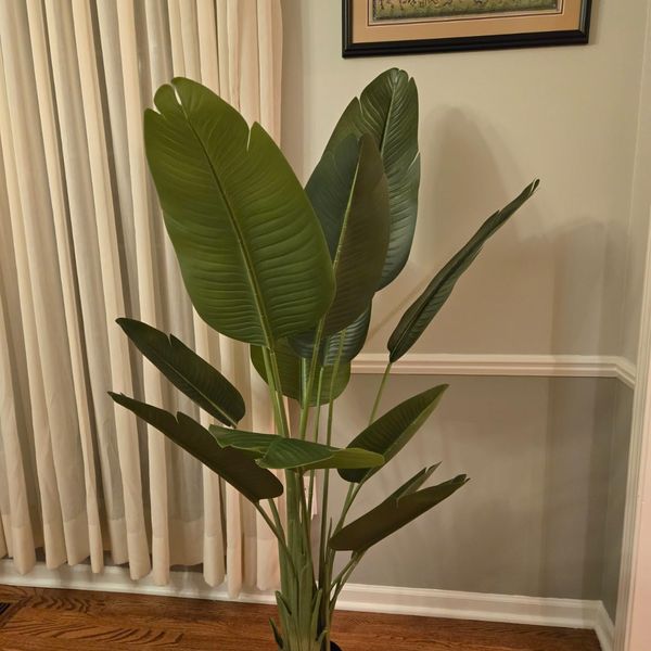 money plant stand Epipremnum Money Plant Junior: Lush Trailing Pothos main image 1