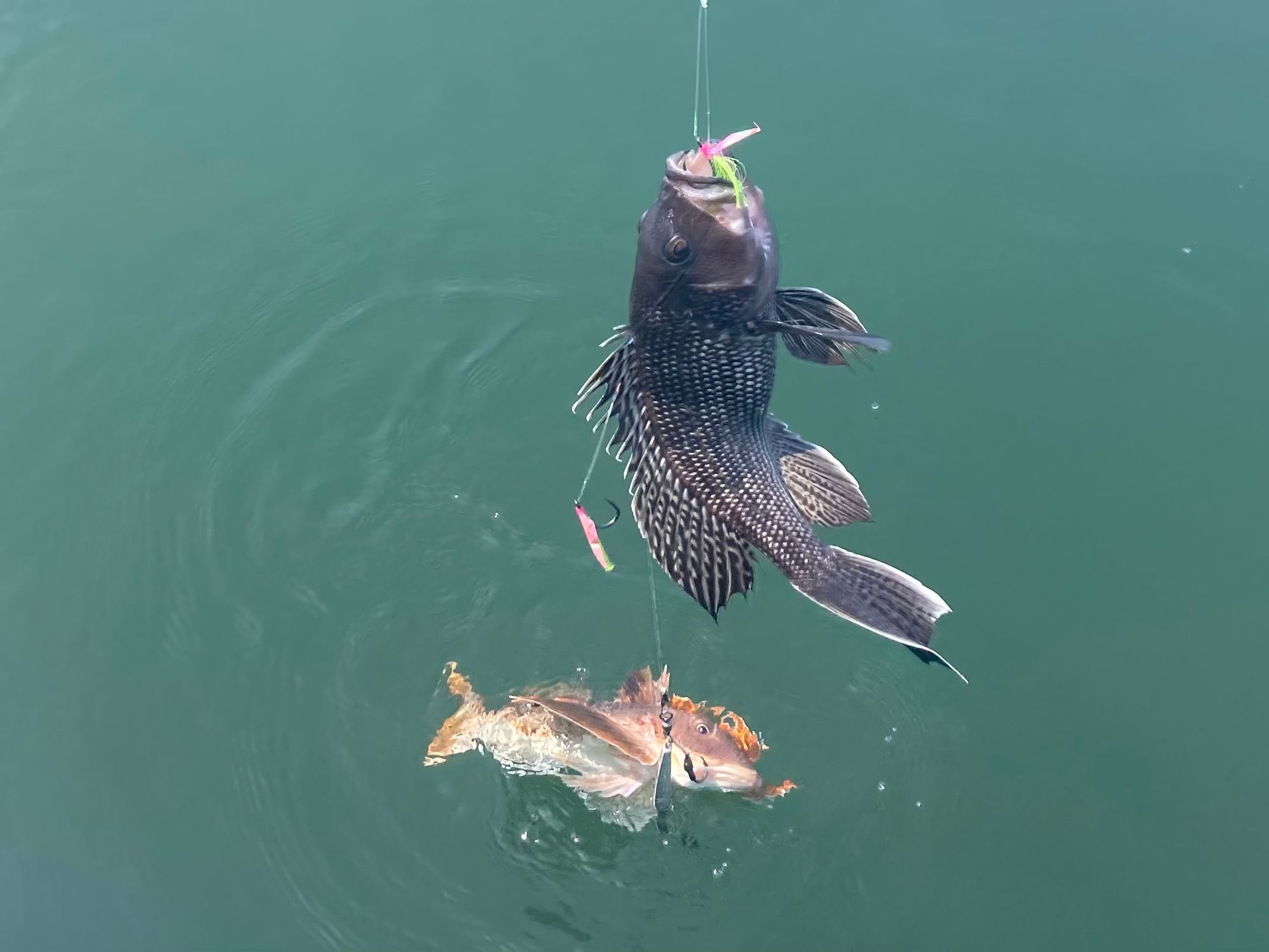 Jig-Biki Crystal Teaser (2-Dropper)