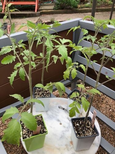 3 plant grow tent Walden 3-Tier Grow Tent main image 1