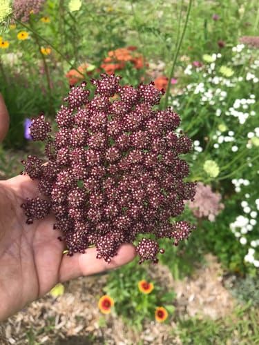 Dara Ammi Seeds  Botanical Interests