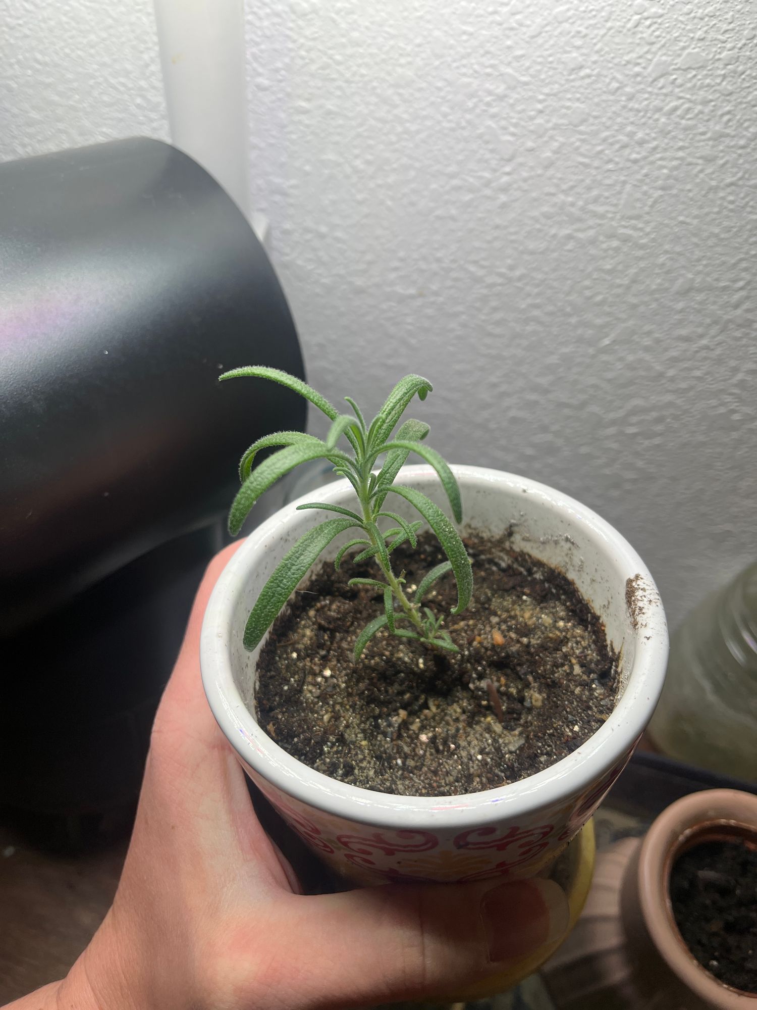 Rosemary Seeds  Botanical Interests