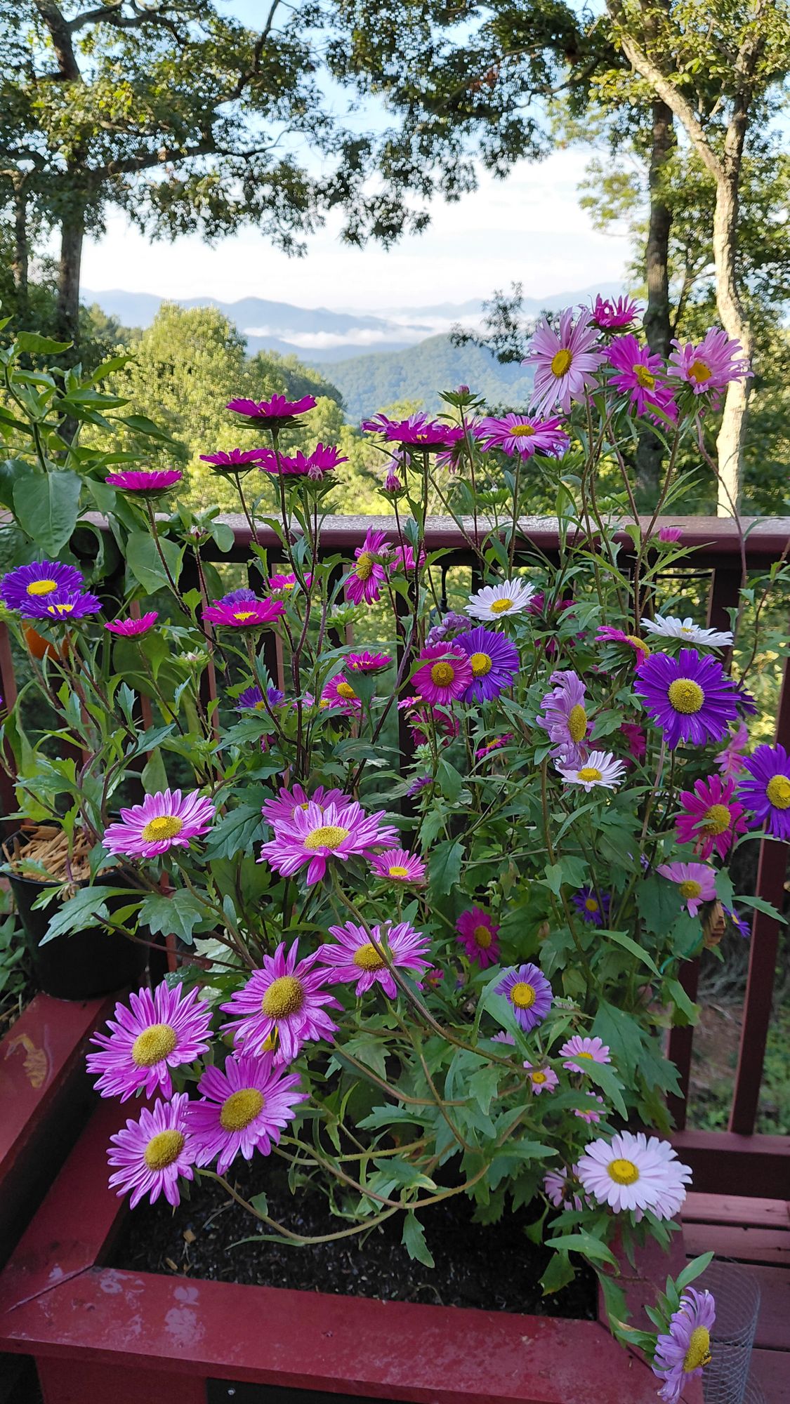China Aster Blend Aster Seeds  Botanical Interests