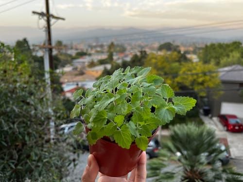 Catnip Seeds  Epic Gardening