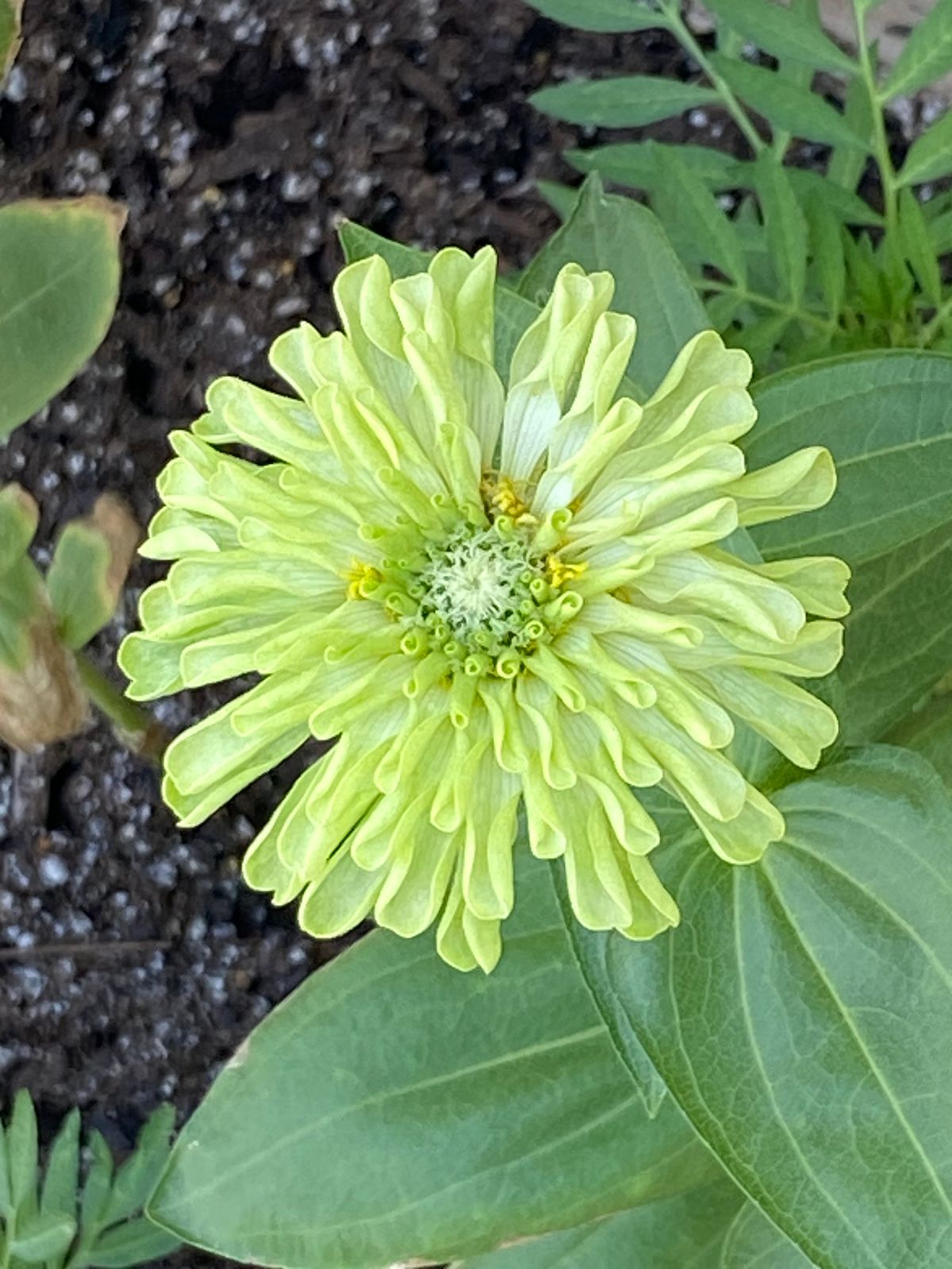 Envy Zinnia Seeds – Botanical Interests, image size:1200x1600