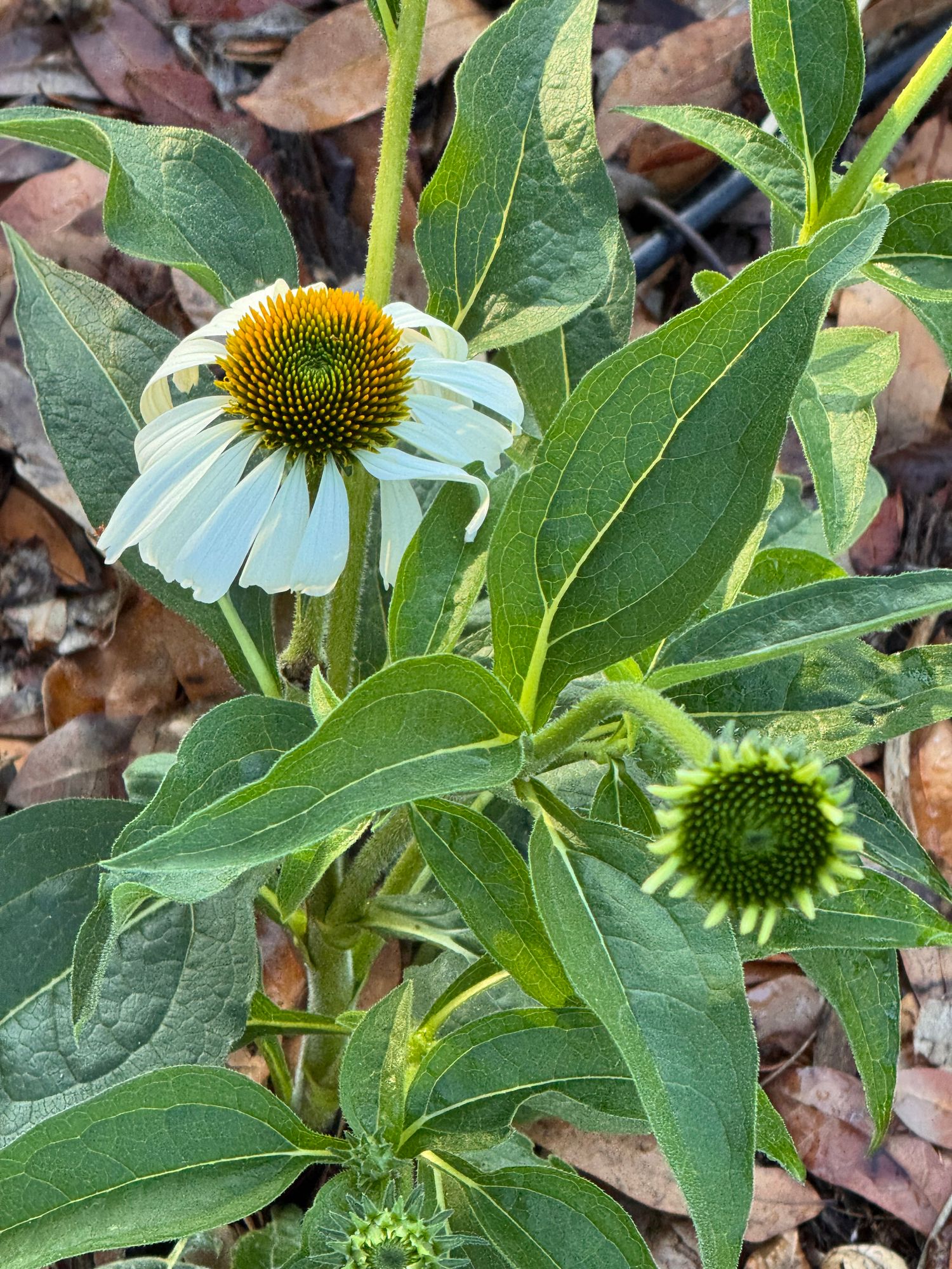 White Swan Echinacea Seeds  Botanical Interests