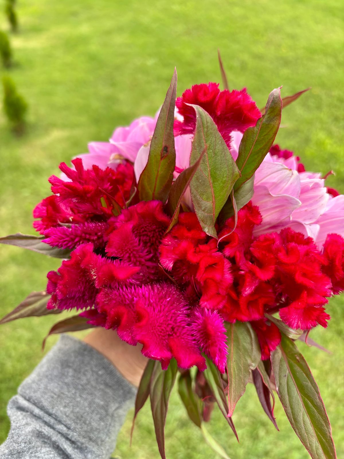 Chief Red Flame Celosia Seeds – Epic Gardening, image size:1200x1600