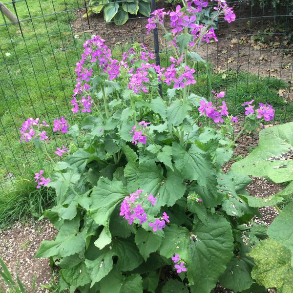 Honesty Money Plant Seeds  Botanical Interests