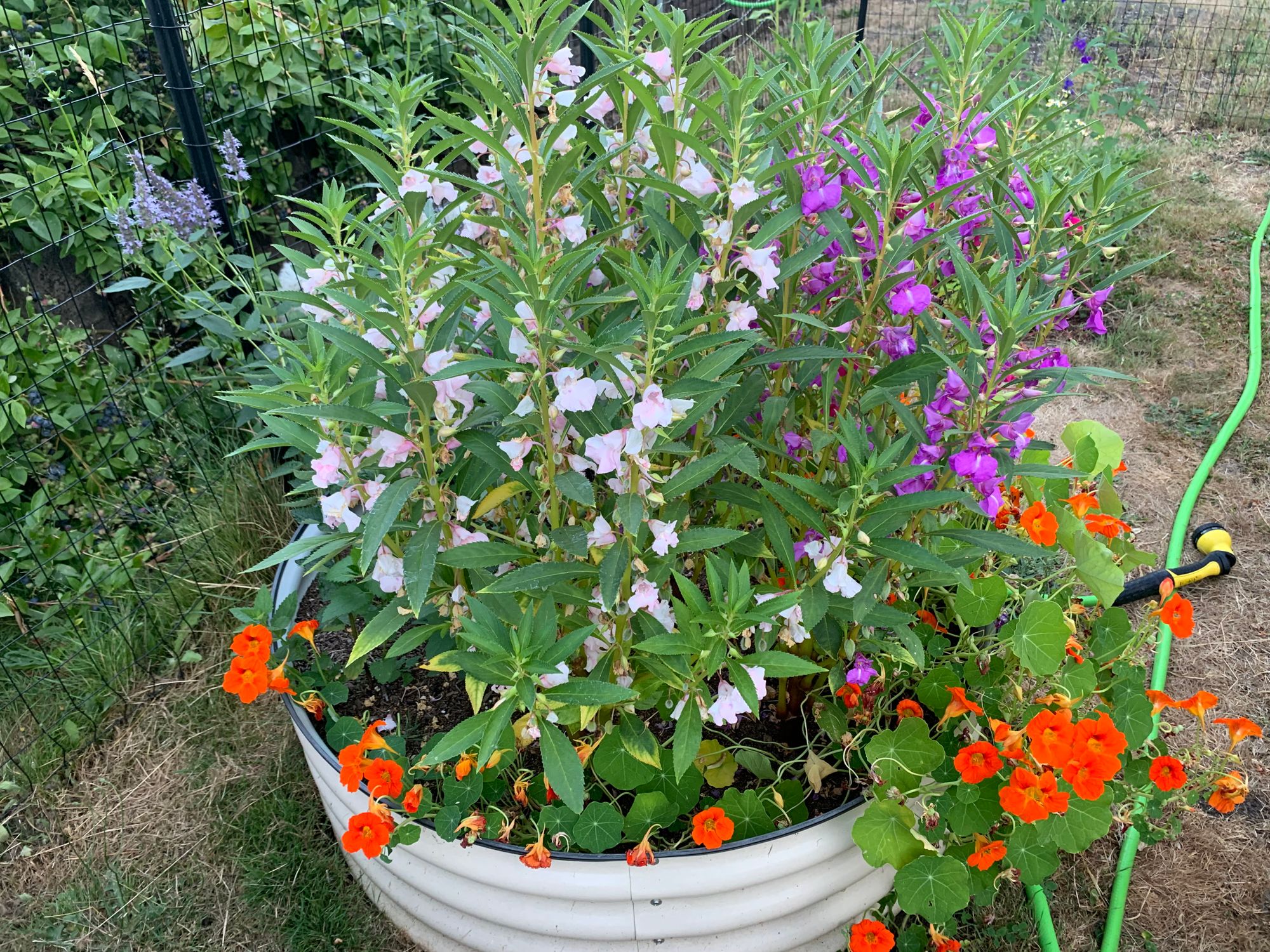 Tom Thumb Blend Balsam Seeds  Botanical Interests