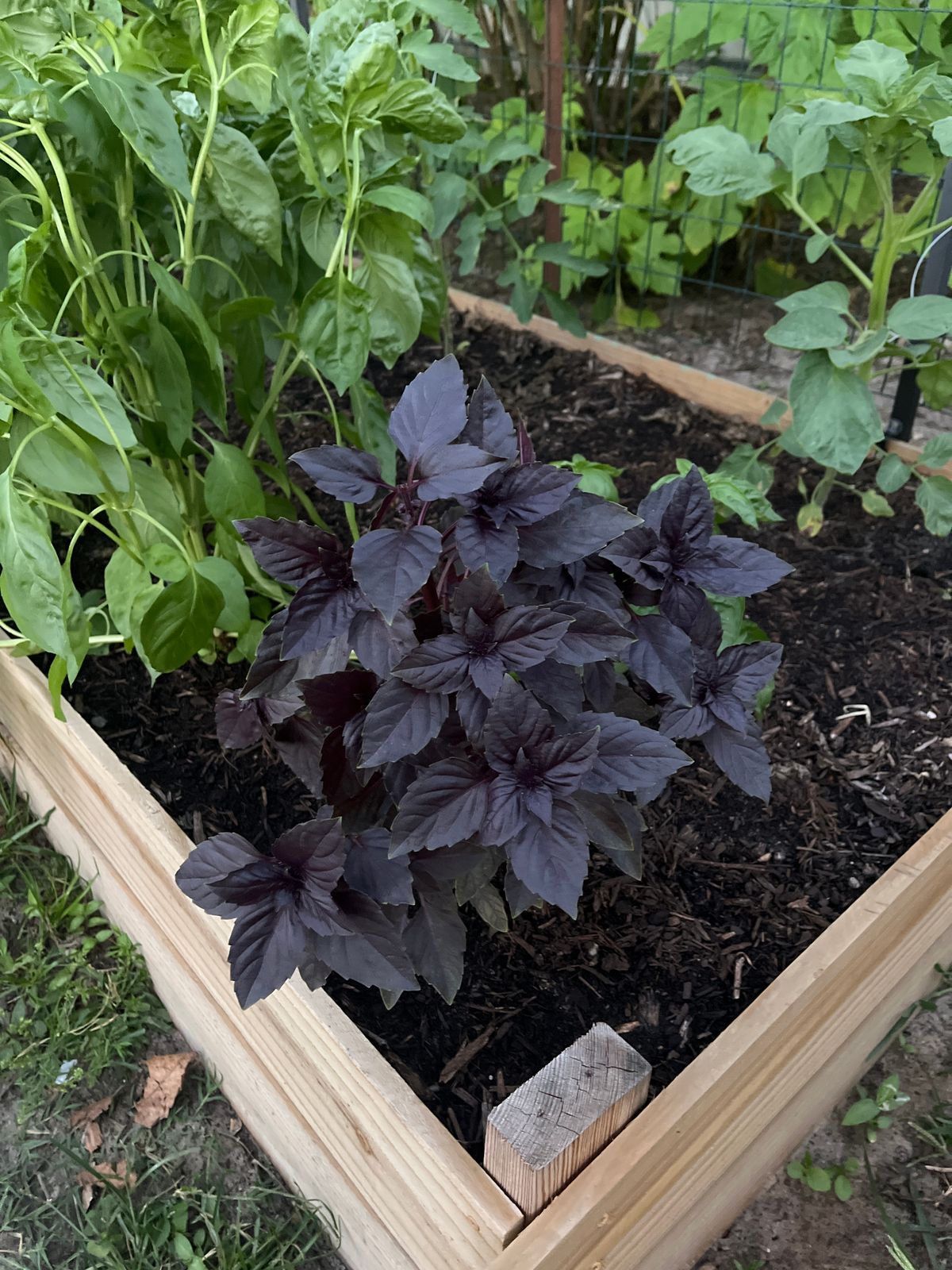 Purple Petra Basil Seeds  Epic Gardening